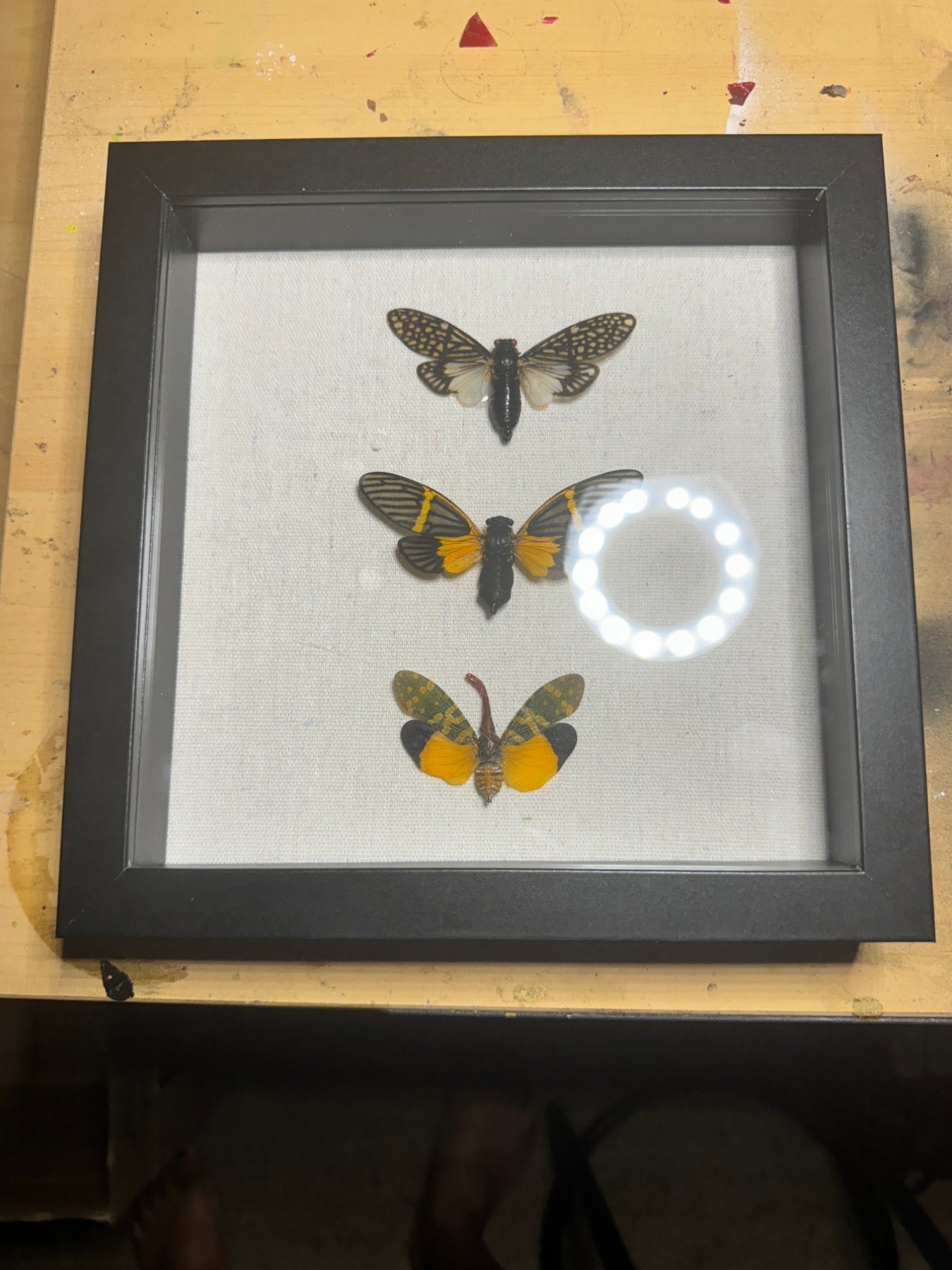 Three patterned cicada and lanternfly specimens pinned on linen in a black frame, on a paint-spattered table.